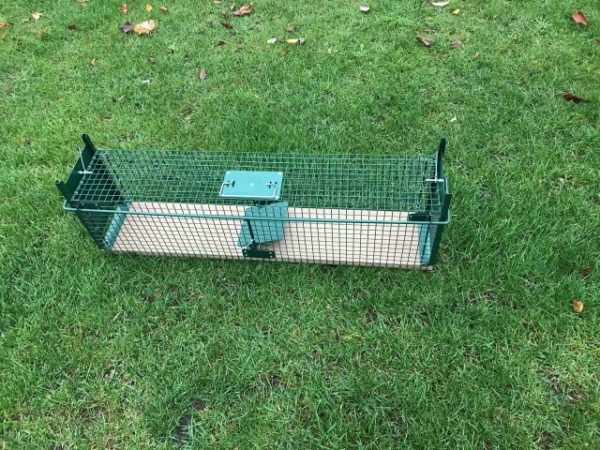 Doorloopvangkooi Meranti groot (Marters, katten, konijnen)