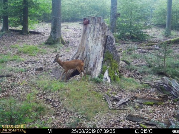 Seissiger - Wildcamera Special Cam LTE Supersim - Afbeelding 2